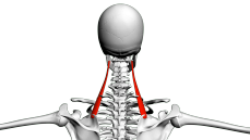 Muscle élévateur de la scapula PhysioStudent